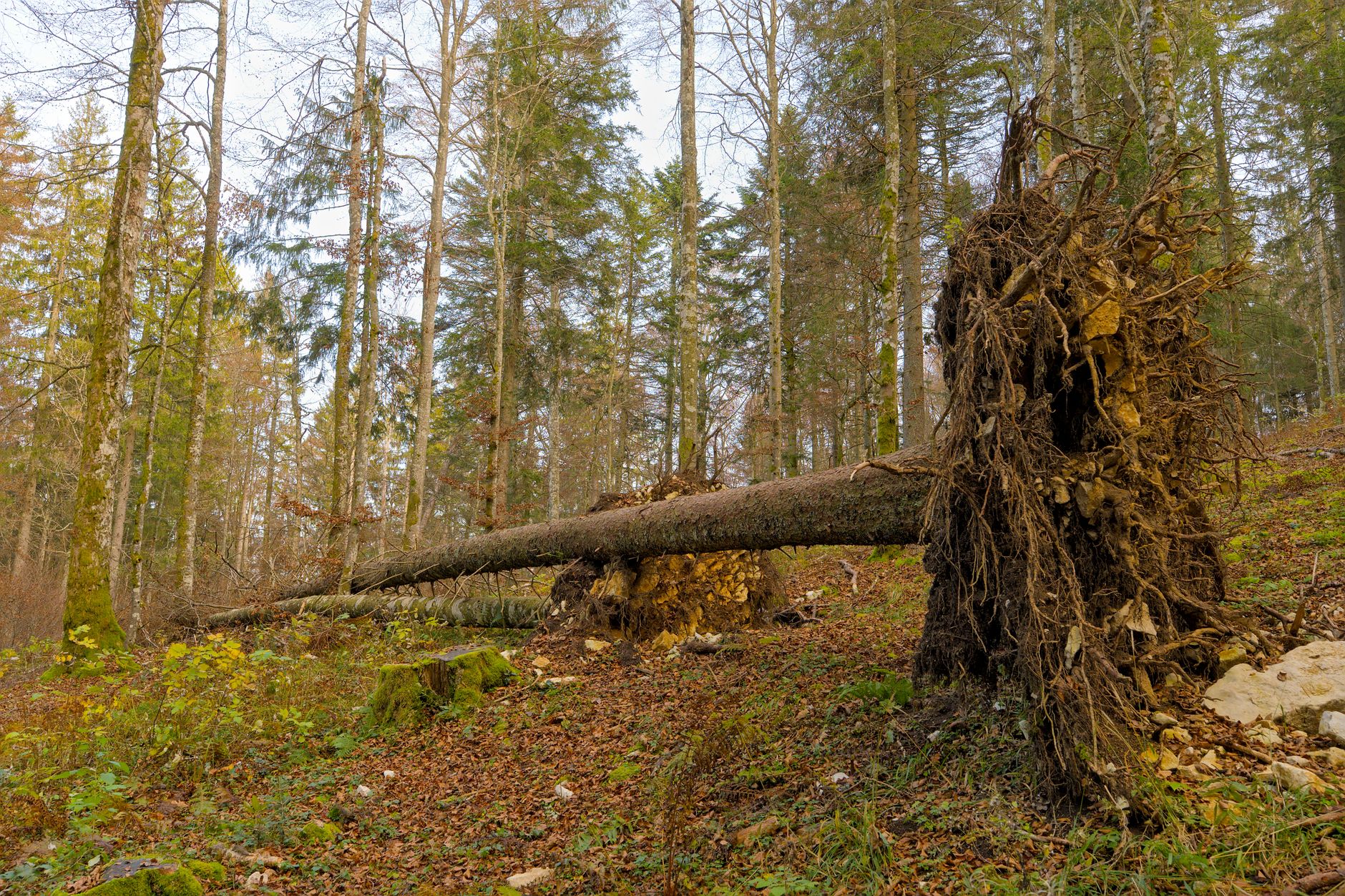 Enlèvement arbre urgence à Dole